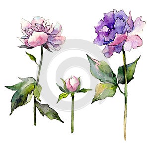 Wildflower peony flower in a watercolor style isolated.