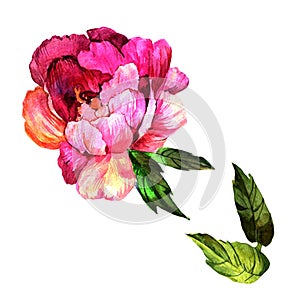 Wildflower peony flower in a watercolor style isolated.