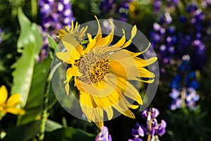 WIldflower praire with Balsamroot and Lupine