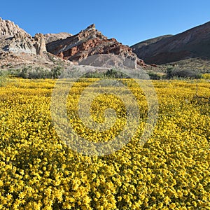 Wildflower in Red Rock Canyon State Park