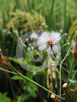 Wildflower on the ricefield