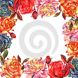 Wildflower rose flower frame in a watercolor style isolated.