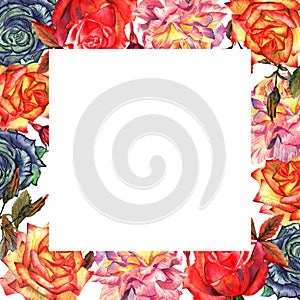 Wildflower rose flower frame in a watercolor style isolated.