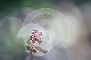 Close up of a tiny flower Saxifraga hirsuta