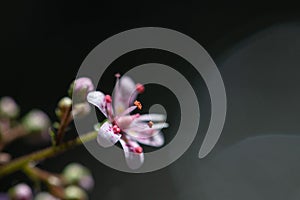 Close up of a tiny flower Saxifraga hirsuta