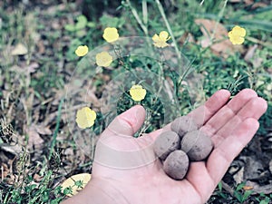 Wildflower Seed Bombs