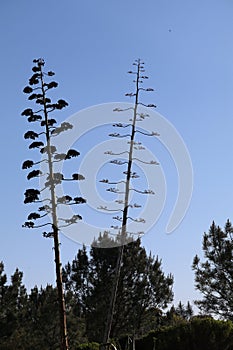 Wildflower series - Century Plant - Agave Americana Marginata