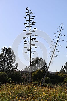 Wildflower series - Century Plant - Agave Americana Marginata