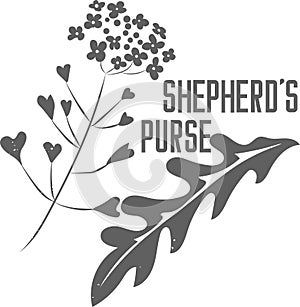 Wildflower Shepherd\'s purse vector illustration
