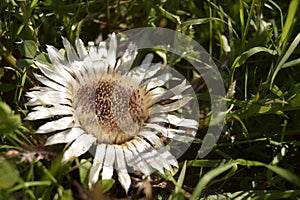 Wildflower - Silberdistel, Carlina acaulis