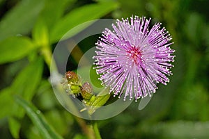 Wildflower, Sinharaja National Park Rain Forest, Sri Lanka