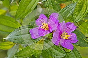 Wildflower, Sinharaja National Park Rain Forest, Sri Lanka