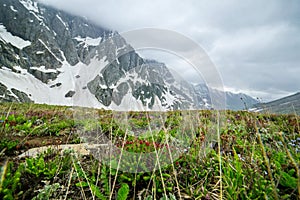 Wildflower with Snow Mountain