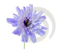 Wildflower Succory, Cichorium intybus on white background