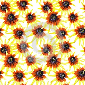 Wildflower sunflower flower pattern in a watercolor style.