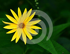 Wildflower - Sunny Smile - Wild Wood Sunflowers- Necedah Wildlife Refuge, Wisconsin, USA