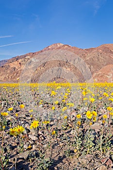 Wildflower Super bloom in Death Valley