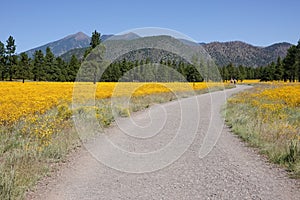 Wildflower super bloom in northern Arizona