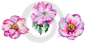 Wildflower tea rose flower in a watercolor style isolated.