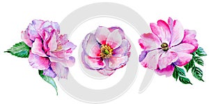 Wildflower tea rose flower in a watercolor style isolated.