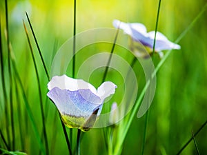 Wildflower: Two Mariposa Lilies photo