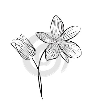 Wildflower vector icon