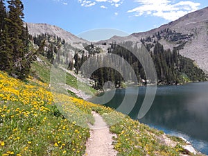 Wildflower walking path around Mountain lake