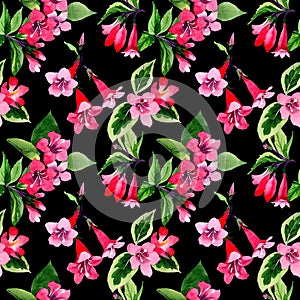 Wildflower weigela flower pattern in a watercolor style.