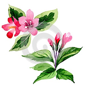 Wildflower weigela flower in a watercolor style isolated.