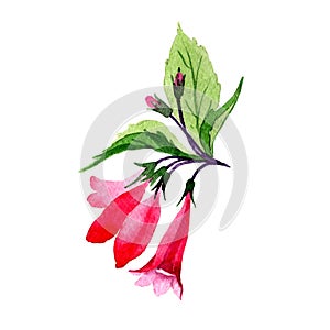 Wildflower weigela flower in a watercolor style isolated.