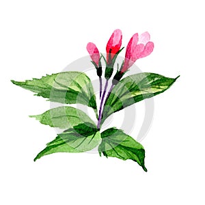 Wildflower weigela flower in a watercolor style isolated.