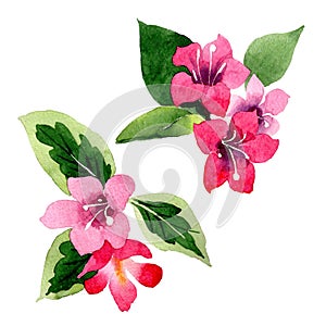 Wildflower weigela flower in a watercolor style isolated.