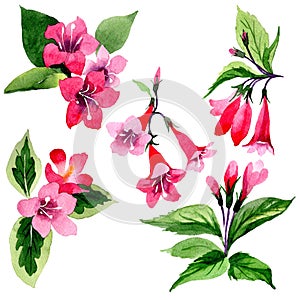 Wildflower weigela flower in a watercolor style isolated.