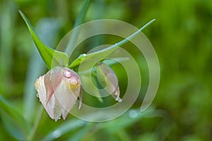 Wildflower, White Fairy Lantern