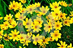 Wildflower - Yellow Happy Faces - Wild Coreopsis lanceolata in Necedah Wildlife Refuge, Wisconsin, USA