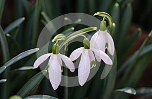 Wildflower â€“ Snowdrops Galanthus nivalis