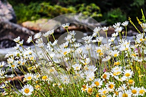 Wildflowers