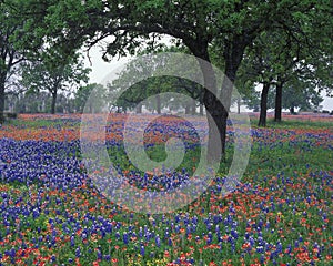 Wildflowers photo