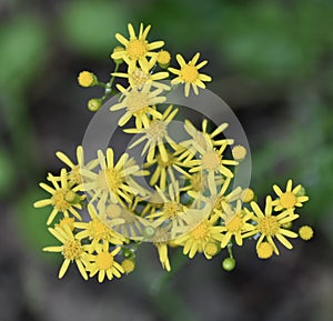 Wildflowers