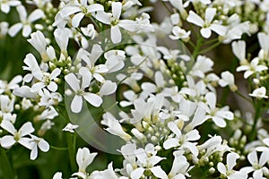 Wildflowers