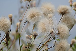 Wildflowers