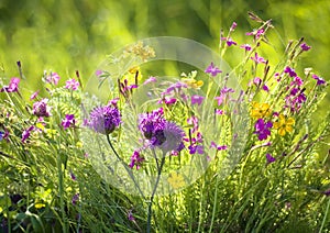 Wildflowers