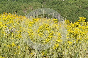 Wildflowers