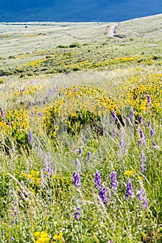 Wildflowers