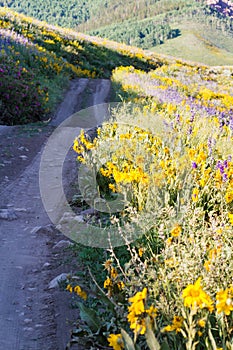 Wildflowers