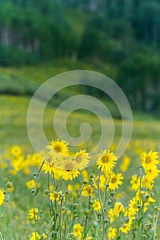 Wildflowers