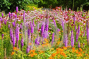 Wildflowers