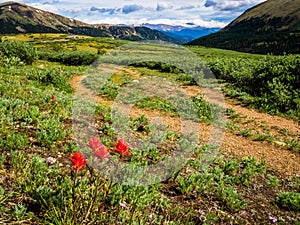 Wildflowers and 4WD Road on Guanella Pass