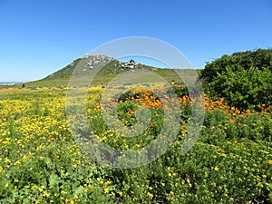 WildFlowers Africa