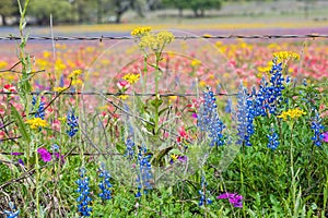 Wildflowers along barbed wired fence